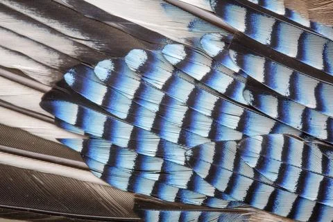Jay wing feathers. Stock Photos
