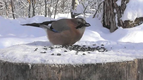 Jay winter on the feeder pecks sunflower seeds closeup Stock Footage 118660937