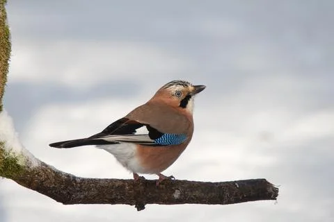 Jay in winter on old branch Stock Photos