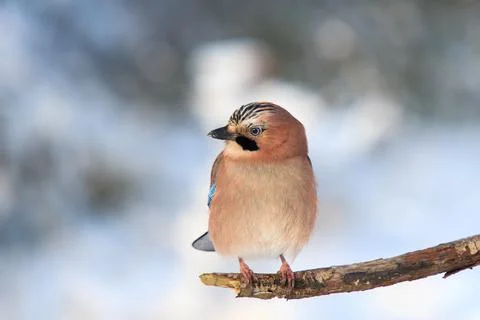 Jay in winter on an old branch Stock Photos