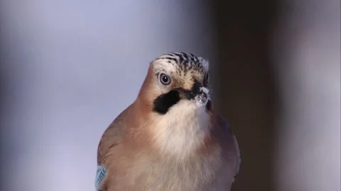 Jay in winter (portrait) Stock Footage 297887749