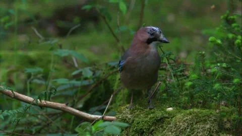 Jay wiping its beak on mossy forest floor after feeding Stock Footage 324559738
