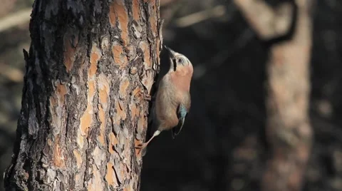 Jay woods Stock Footage 66428658