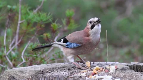 Jay woods Stock-Footage 66428670