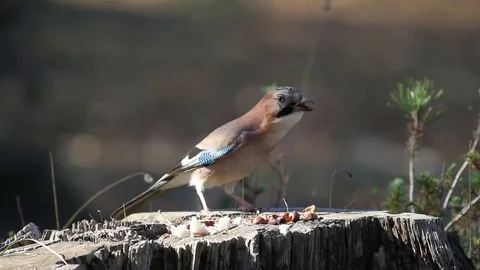 Jay woods in the forest Stock-Footage 71643855
