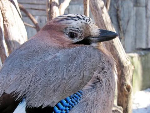 Jay in zoo Stock Photos