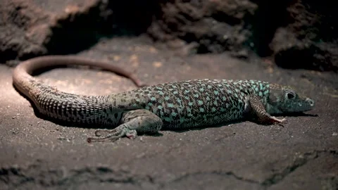 Jayakar's Lizard close up (Omanosaura jayakari) Stock Footage 146326506