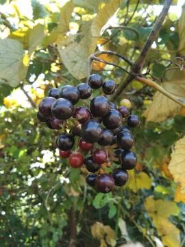 Jayfal graps Stock Photos