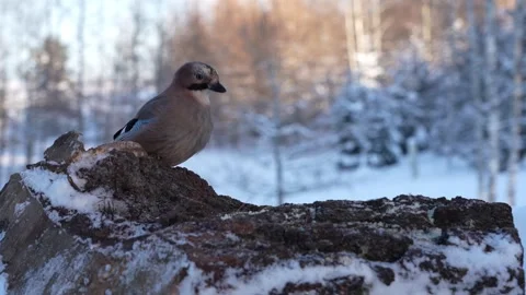 Jays compete for feed in winter 스톡 동영상 327869691