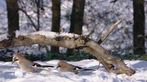 Jays eating something in the snow  Stock Footage 297887763