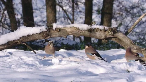 Jays eating something in the snow  Stock Footage 297887772