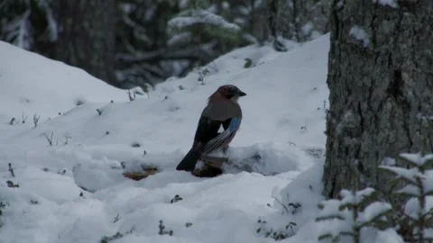Jays in the snow 2 Stock Footage 346125485