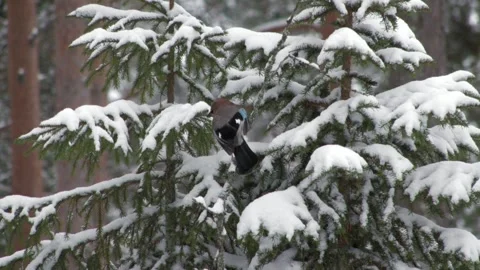Jays in the snow 3 Stock Footage 346125483