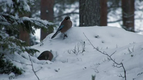 Jays in the snow Stock Footage 346125489