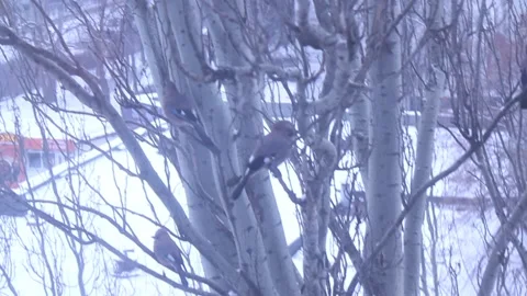 Jays on a tree branch Stock Footage 146921939