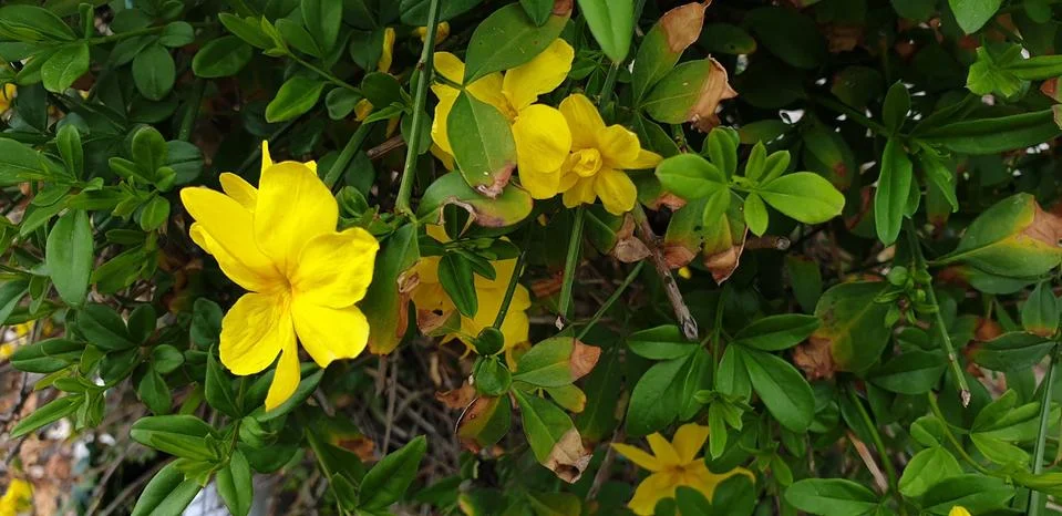 Jazmín pequeño de flor amarilla, arbusto de jardín Stock Photos