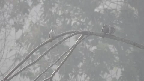 Jealous Bulbul Observes Cuddling Doves – Rare Bird Behavior Stock Footage 308434085
