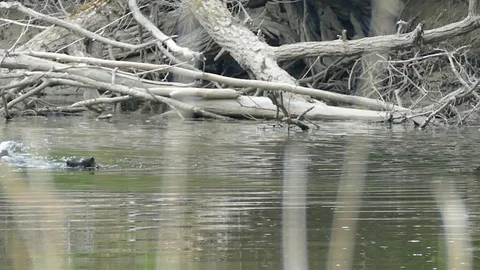 Jealous duck breaking mating session between other opponents - HD 1080p Vidéo 91285077