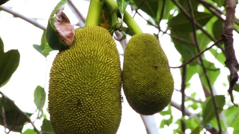 Jeckfruit onthe tree Stock-Footage 114486314