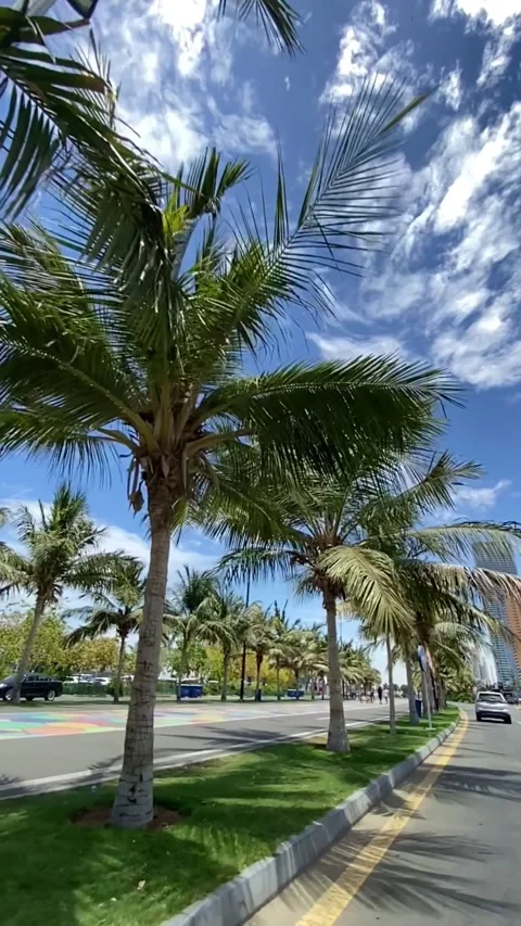 Jeddah Corniche waterfront with palm trees and colorful pedestrian walkway Video stock 333959065