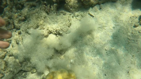 JEDDAH RED SEA Stock Footage 300795155