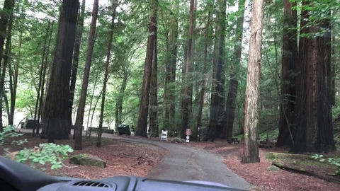 JEDEDIAH SMITH REDWOODS Video stock 73963369