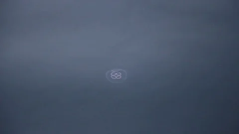 Jeelyfish floats on the sea Video stock 127032897