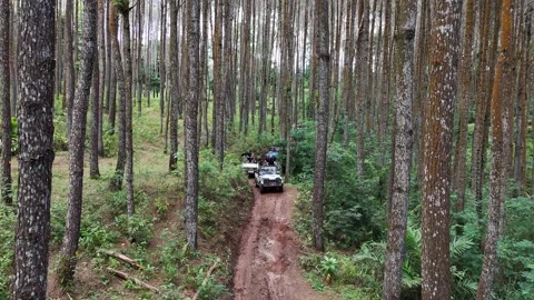 Jeep adventure in the dense pine forest of Yogyakarta Stock-Footage 332379101