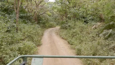 Jeep Car Through Forest Stock Footage 116168144