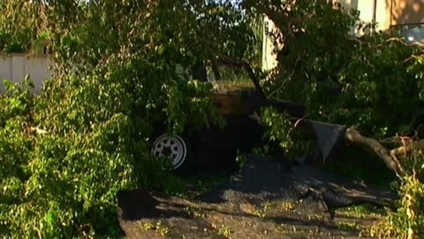 Jeep Covered in Tree Branches after Hurricane Wilma Stock Footage 291000422