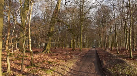 Jeep drives through forest road Stock Footage 37677927