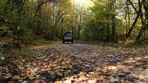 Jeep in forest Stock Footage 142371917