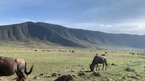 Jeeps on Safari Stock-Footage 134192309