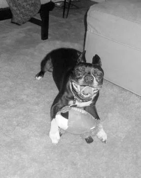 Jeeves Smiling Stock Photos