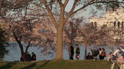 Jefferson cherry blossoms Stock Footage 37628306