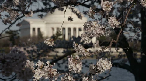 Jefferson cherry blossoms pedals Stock Footage 37623586