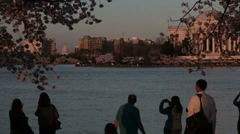 Jefferson dc cherry blossoms Video stock 37628395