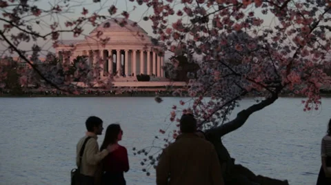 Jefferson dc cherry blossoms Stock Footage 37628470