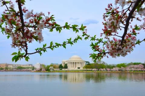 Jefferson memorial in cherry bloom Stock Photos