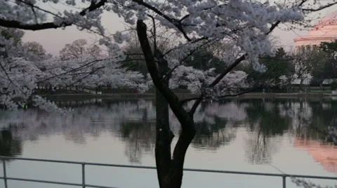 Jefferson Memorial cherry blossoms Stock Footage 37626768