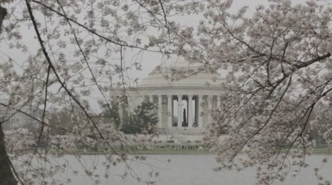 Jefferson Memorial Cherry Blossoms [Static] Stock Footage 49104918