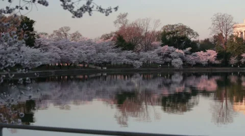 Jefferson Memorial dc cherry blossoms Stock Footage 37626615