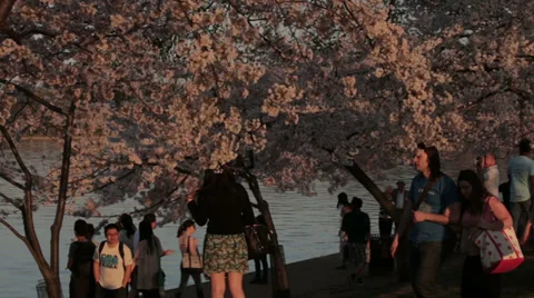 Jefferson memorial reflection cherry blossoms Stock Footage 37660919