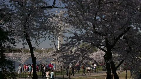 Jefferson memorial in spring with cherry blossoms Stock Footage 37654985