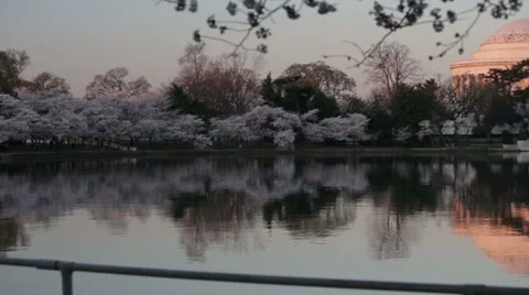 Jefferson Memorial Washington dc cherry blossoms Stock Footage 37626587
