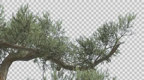 Jeffrey Pine One Branch of Pinus Jeffreyi Coniferous Evergreen Tree is Swaying Stock Footage 59966394