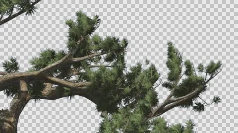 Jeffrey Pine Pinus Jeffreyi Leaned Swaying Branch Curved Tree Coniferous Stock Footage 59966246