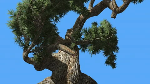 Jeffrey Pine Pinus Jeffreyi Old Swaying Tree Coniferous Evergreen Tree is Stock Footage 60042002