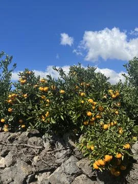 Jeju orange tree Stock Photos
