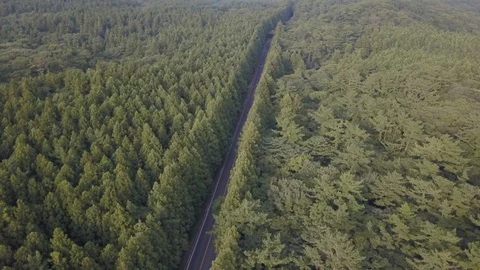 Jeju trees 動画素材 95984446